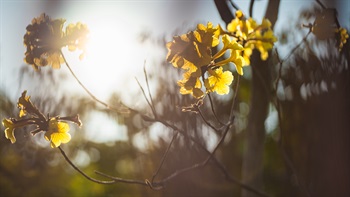 黄钟木、黄花风铃木